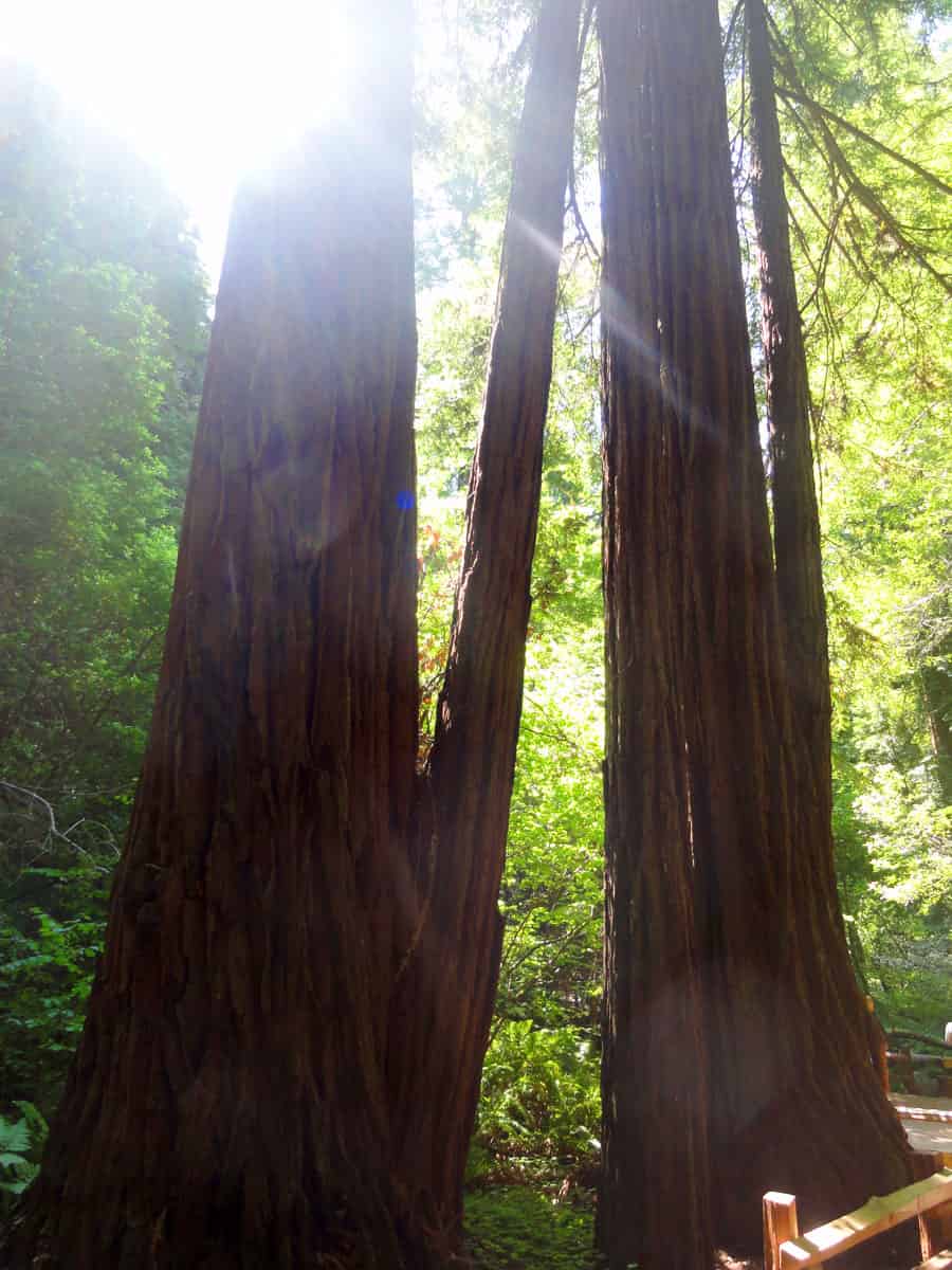 Redwoods