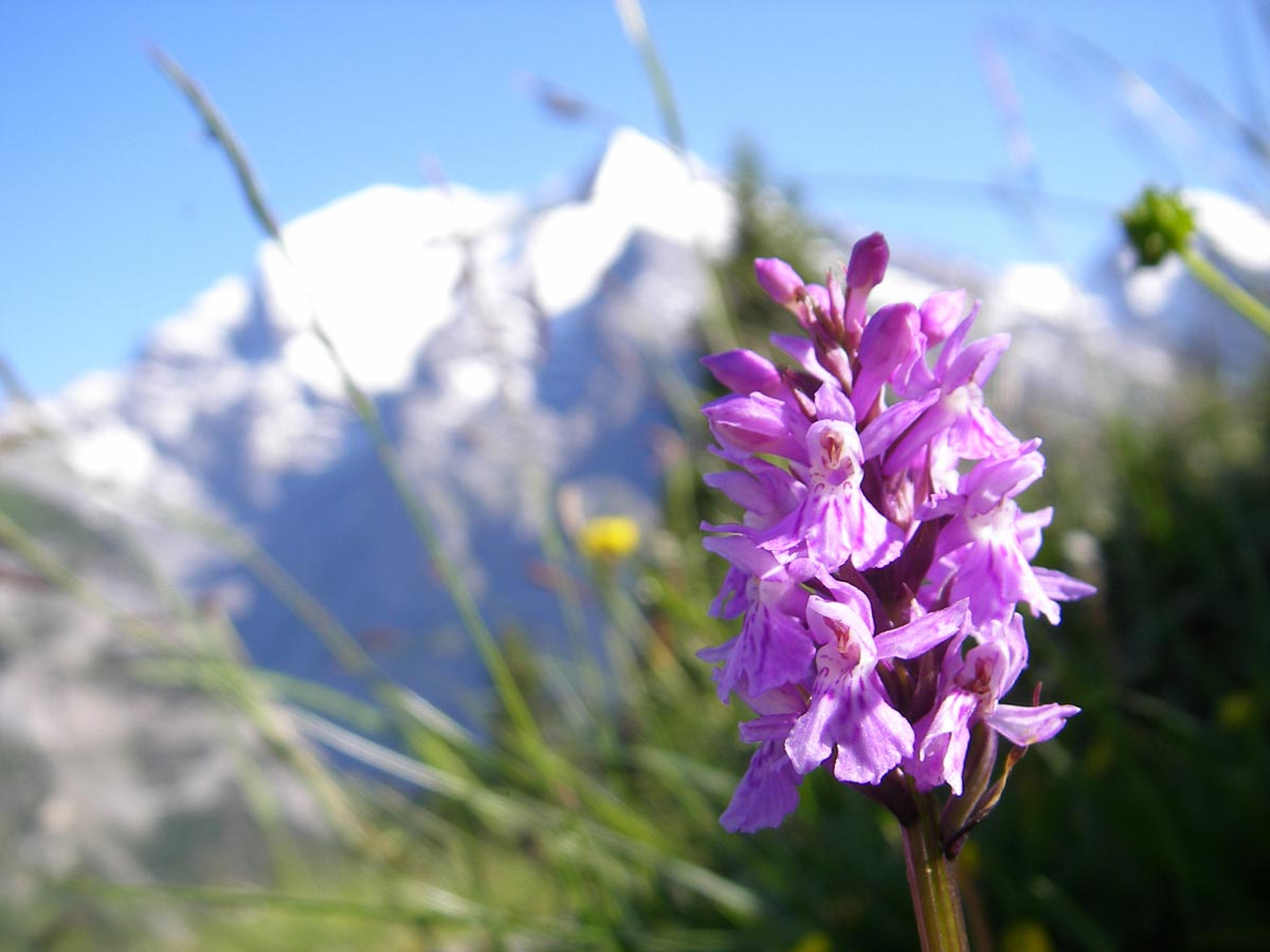 Orchid on a hike in the Swiss Alps