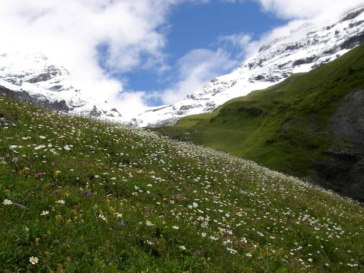 Swiss Alps hike with wildflowers and snowy peaks