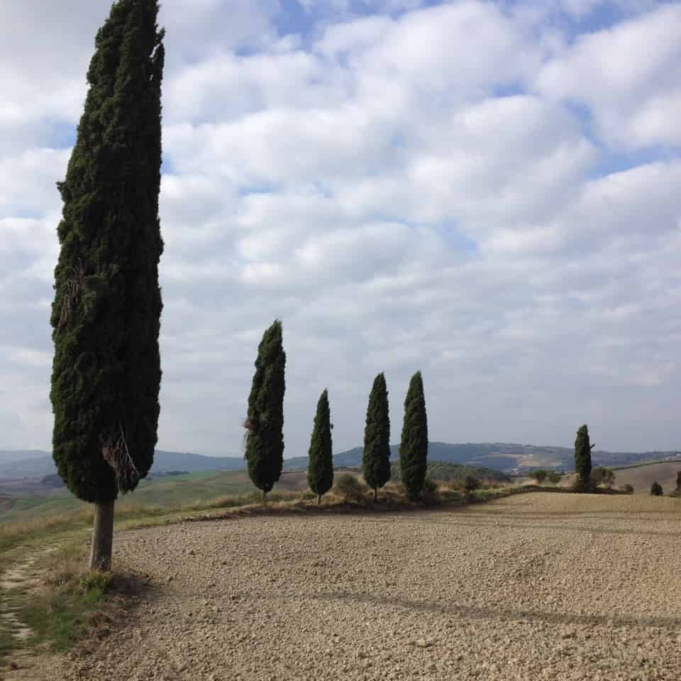 Cypress trees in Tuscany, Italy