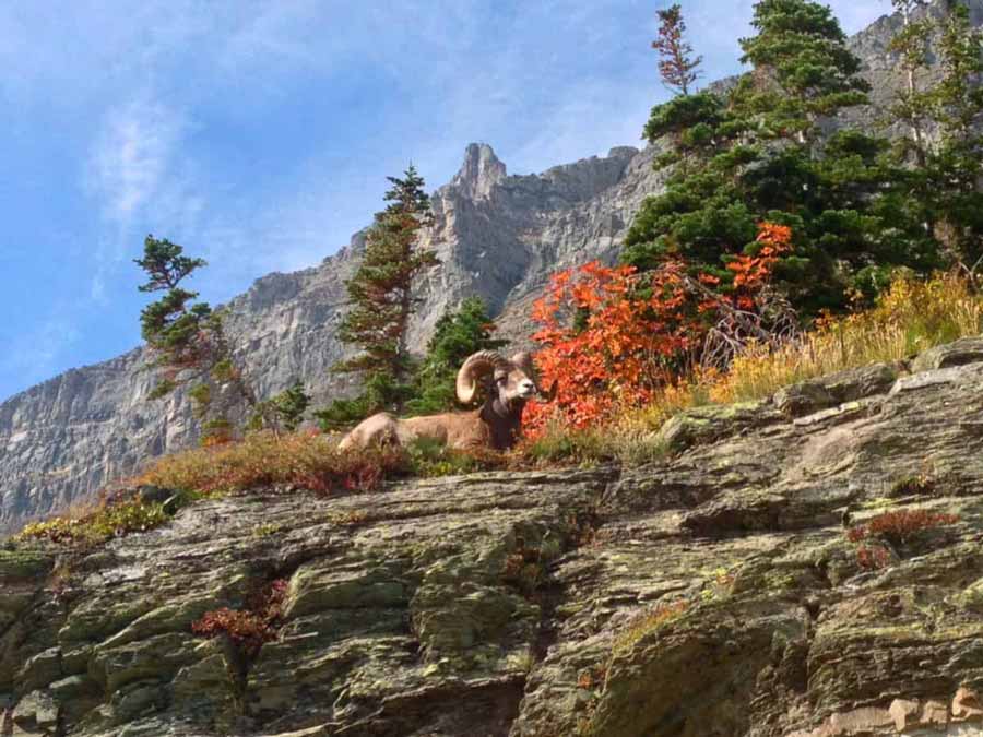 Bighorn sheep resting on a cliff in Glacier National Park