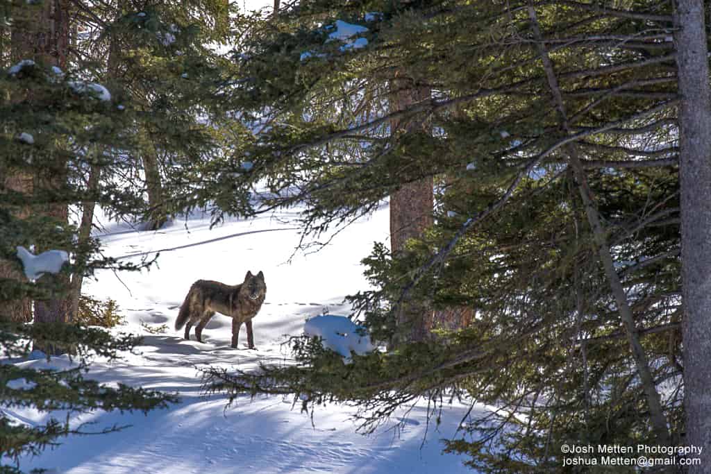 Gray Wolf in Yellowstone National Park