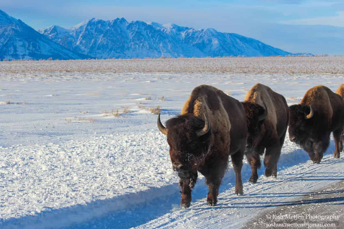 Wildlife - Bison (American Buffalo) at the Grand Tetons
