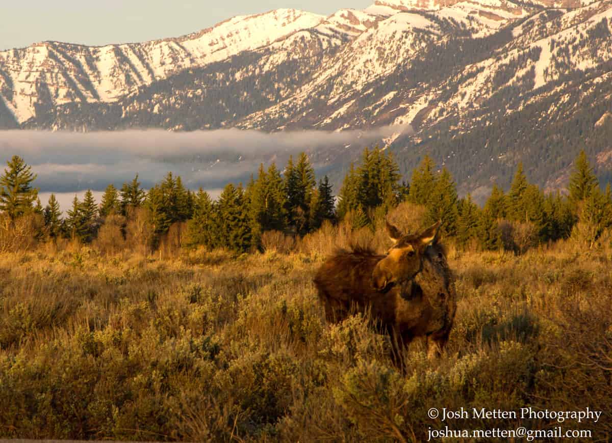 Wildlife - Moose in the Grand Tetons