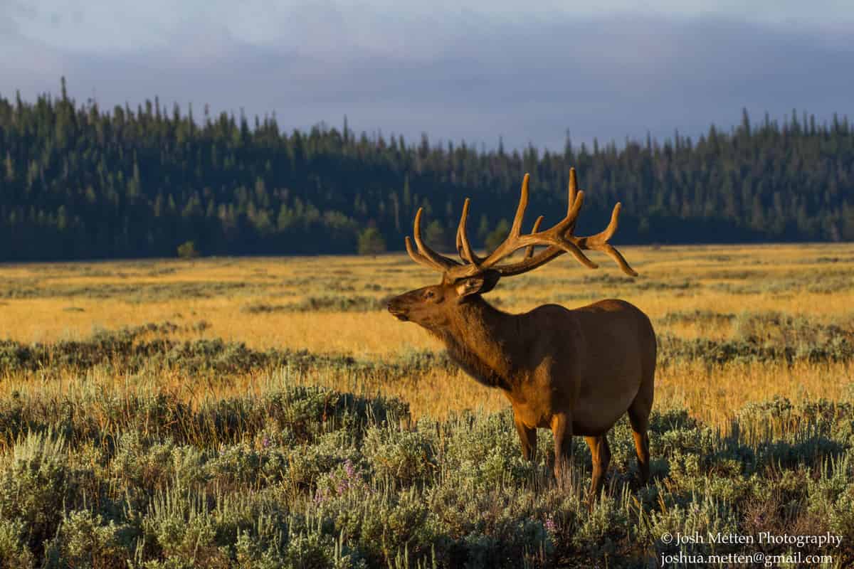 Wildlife - Elk at Yellowstone National Park Backroads