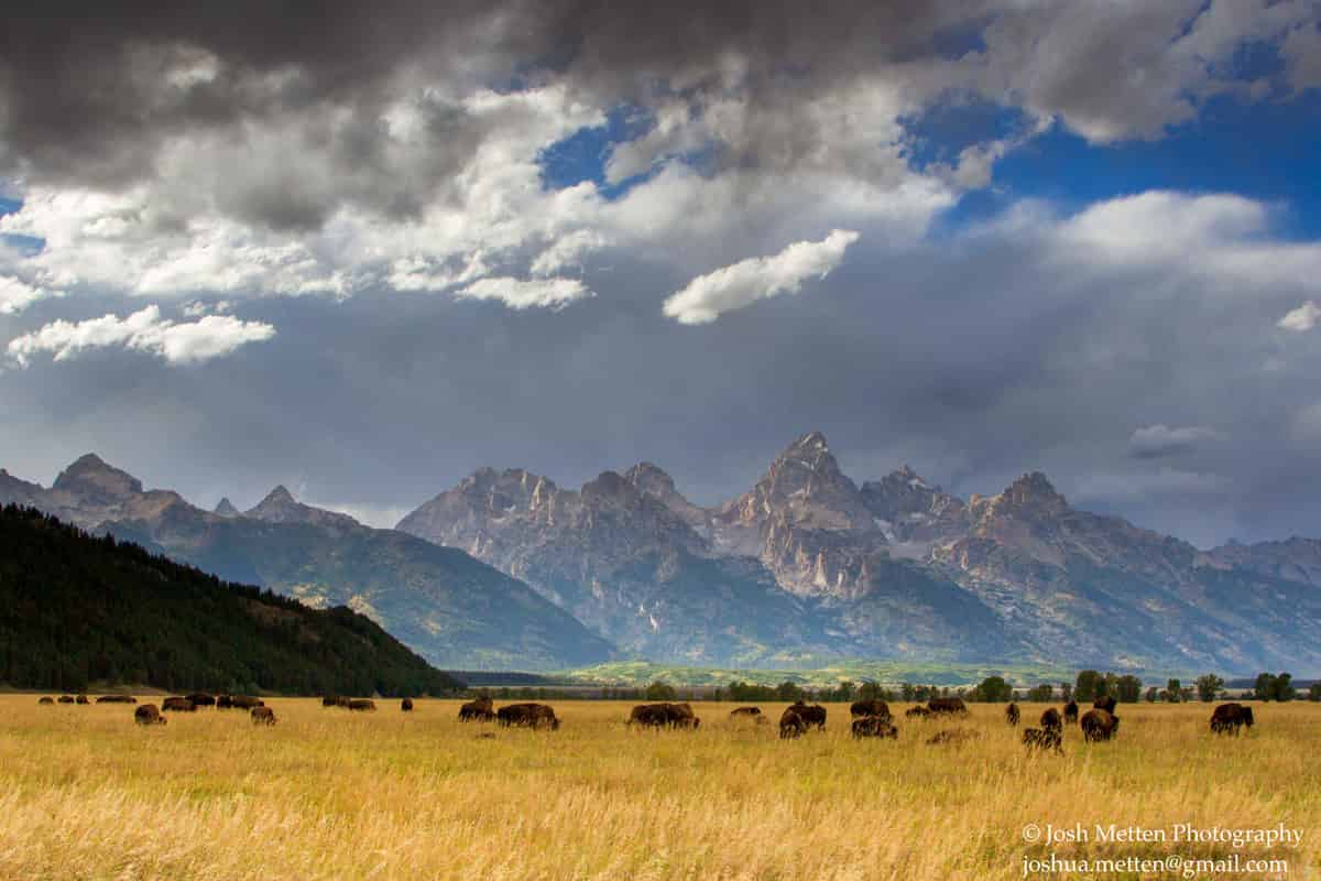 Wildlife at Grand Tetons National Park