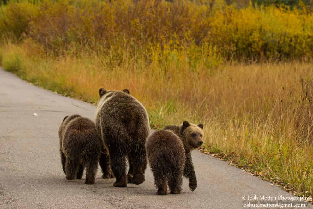 Wildlife - Grzlly Bears and cubs yellowstone backroads