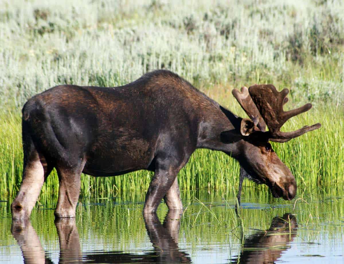 Moose