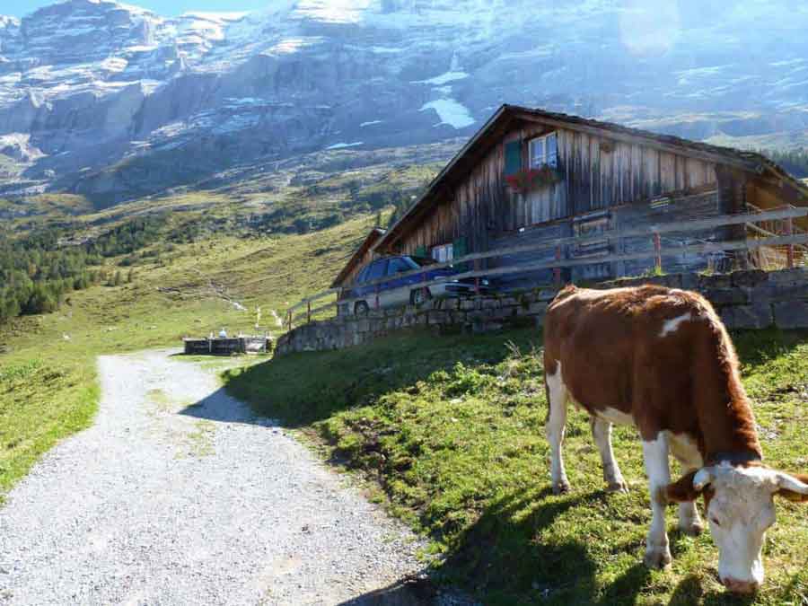 cow and barn in grindelwald switzerland