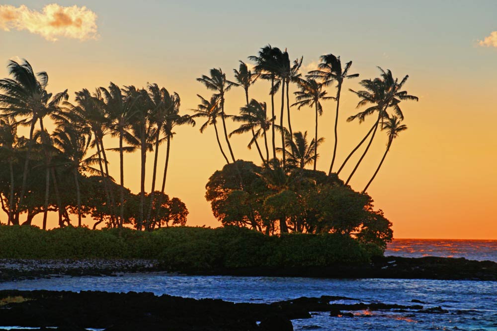 Hawaii's big Island - trees at sunset