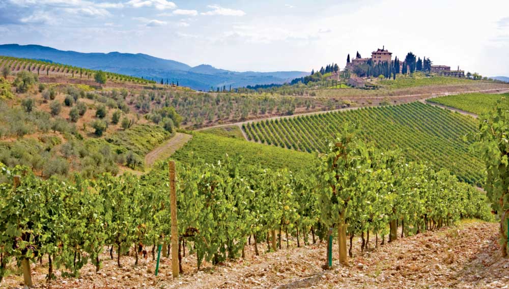 Tuscany Vineyard and rolling hills on a Backroads trip