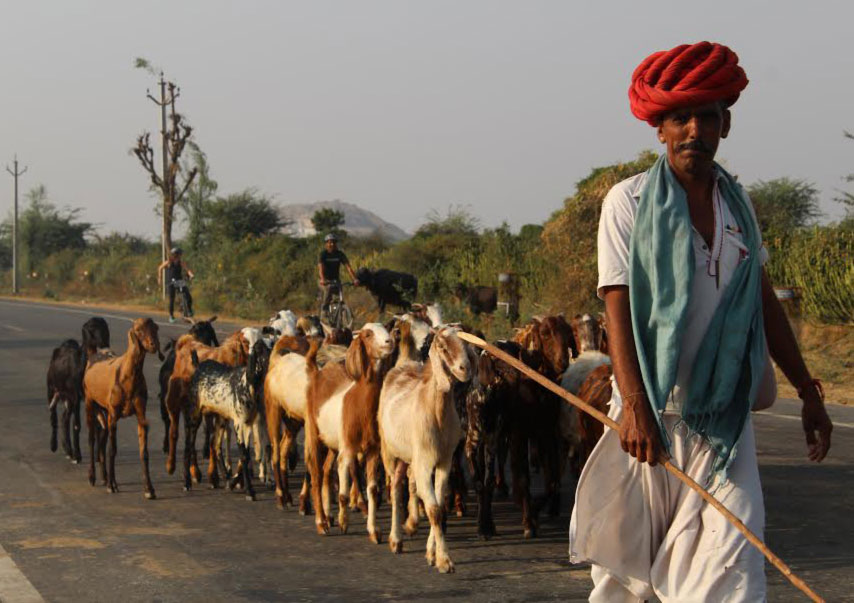 Goats and bikers in India