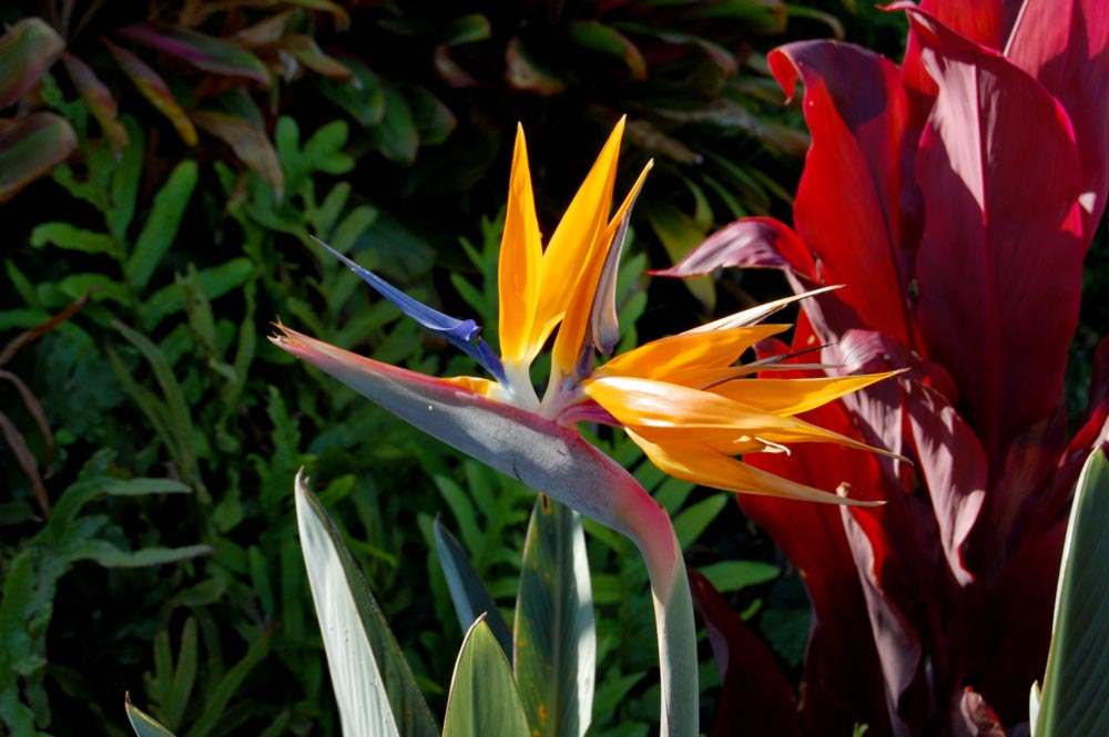 Bird of Paradise in Hawaii