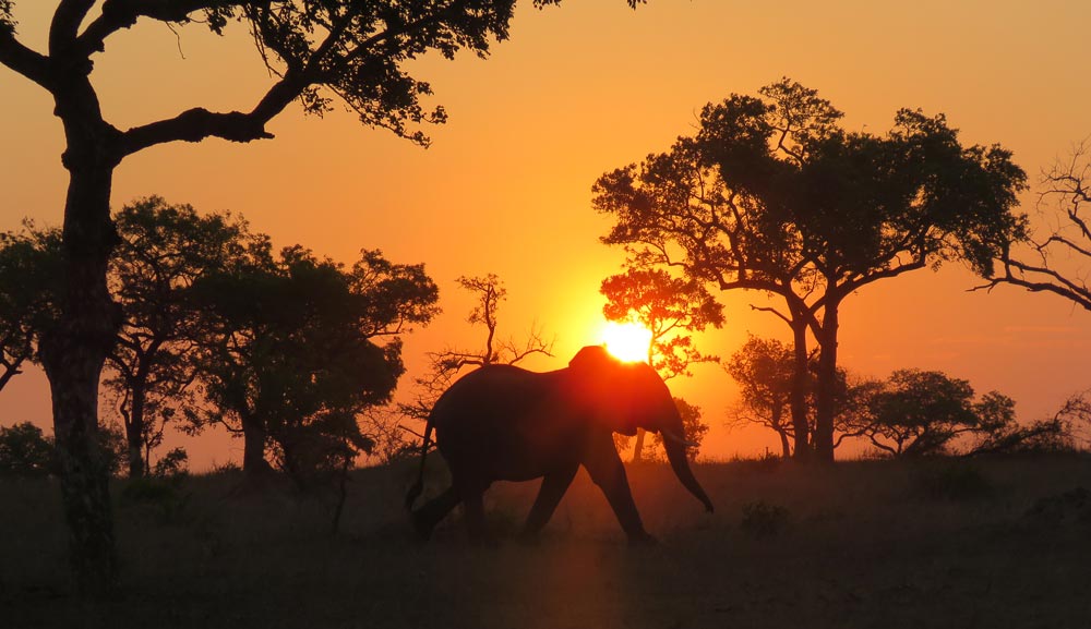 Backroads South Africa Trip - Elephant in the sunset