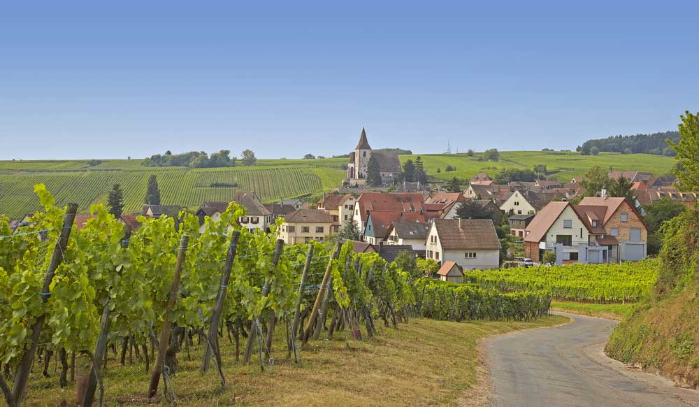 Wine Road in Alsace - Shutterstock