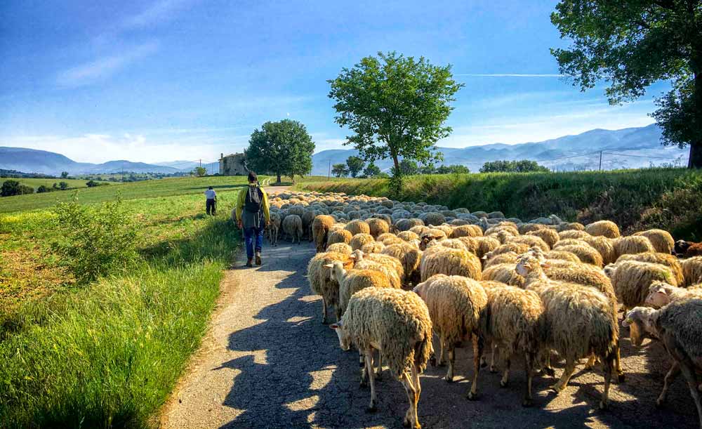 Traffic jam of Sheep in Italy