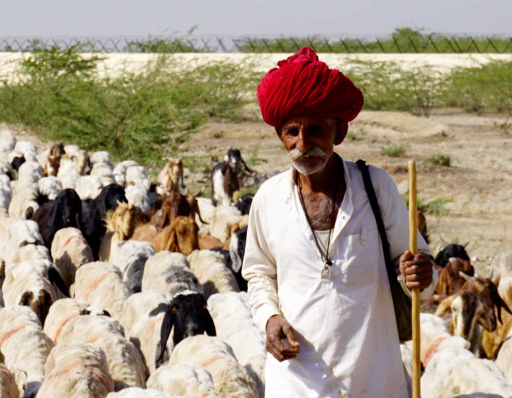 Local man herding his flock in India