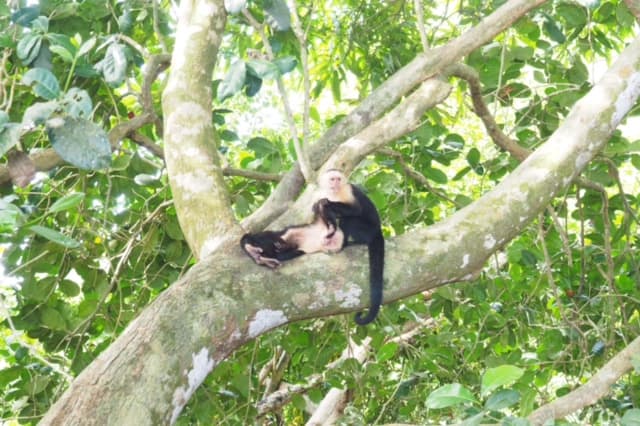 Cara blancas, or white-faced monkeys, grooming each other in Manuel Antonio National Park and preserve