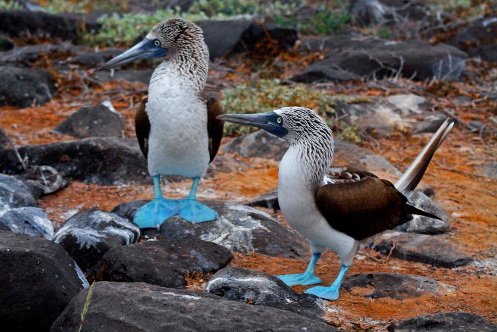 Blue Footed Boobies of Ecuador