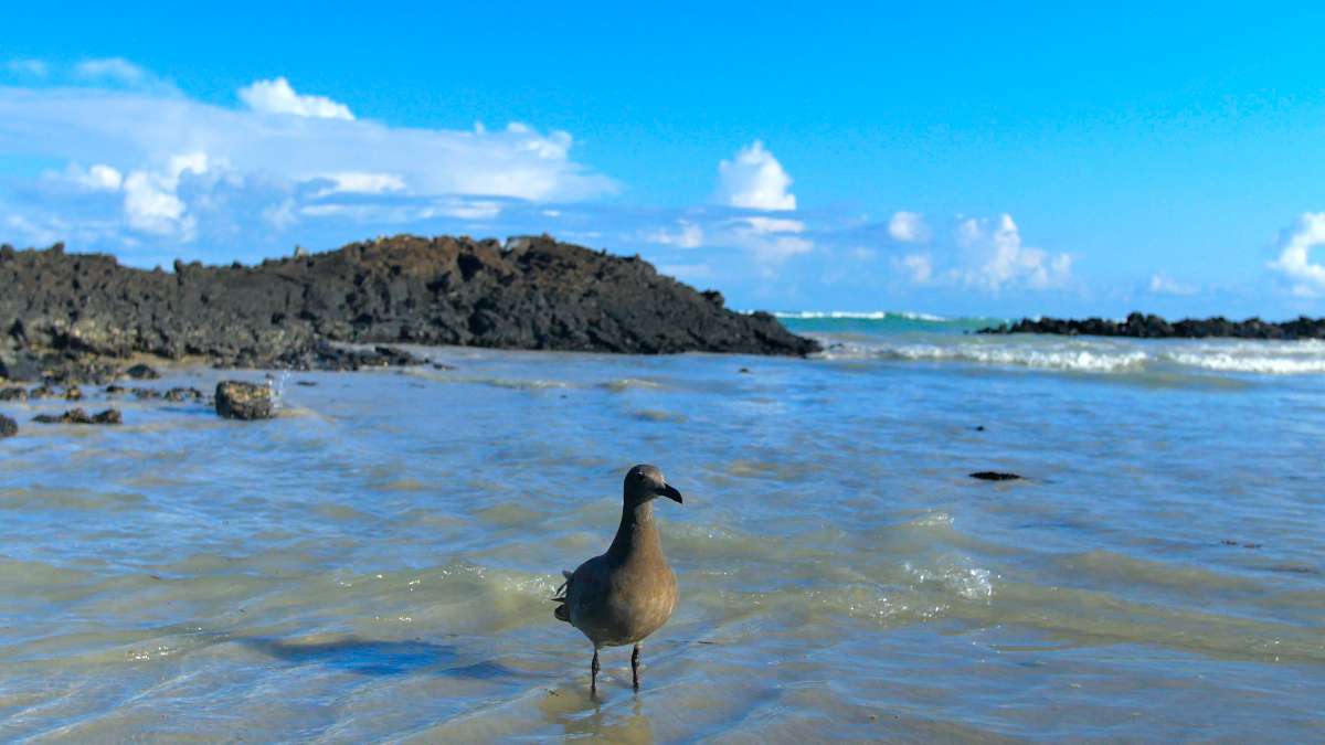 Ecuador Beach and Seagull