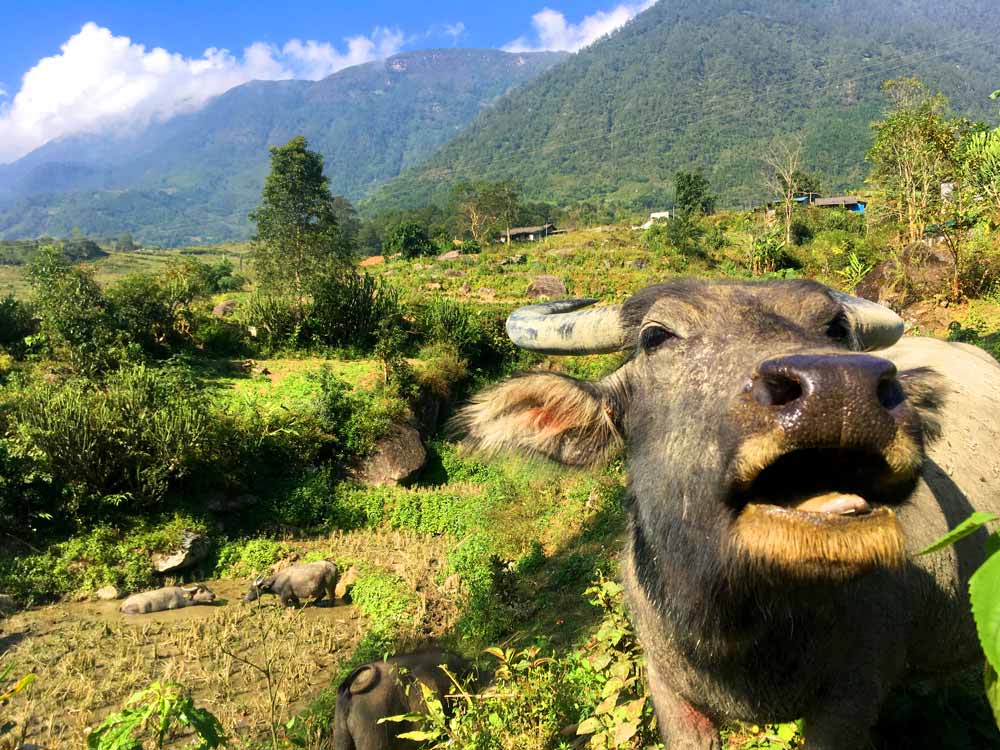 Water Buffalo in Vietnam