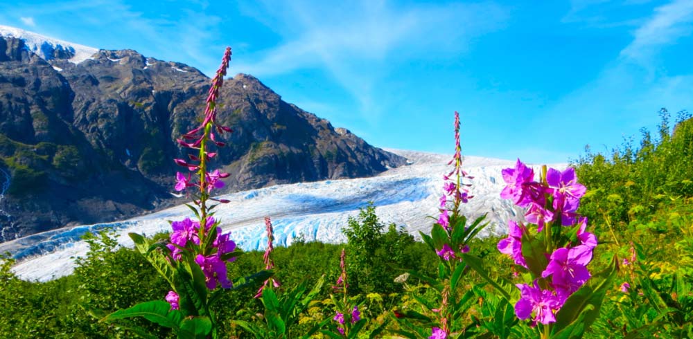 Glacier and wildflowers in Alaska