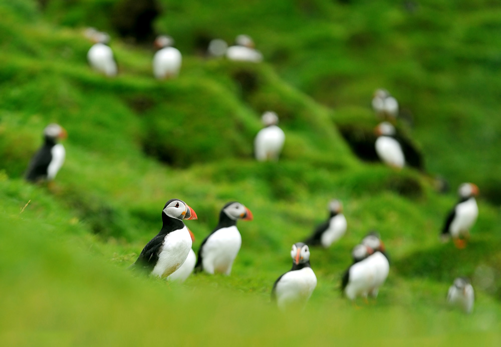 Puffins in Iceland: How, When and Where to See Them