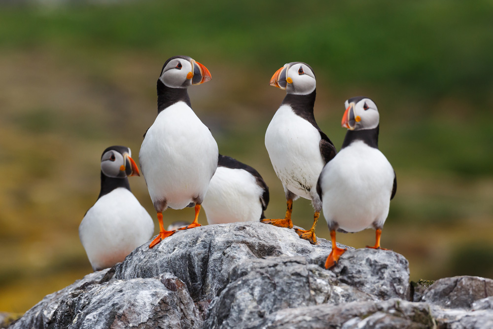 Puffins on a rock