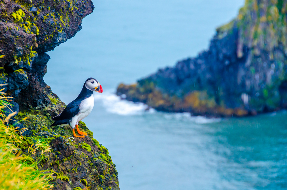 Puffin on a cliff ledge