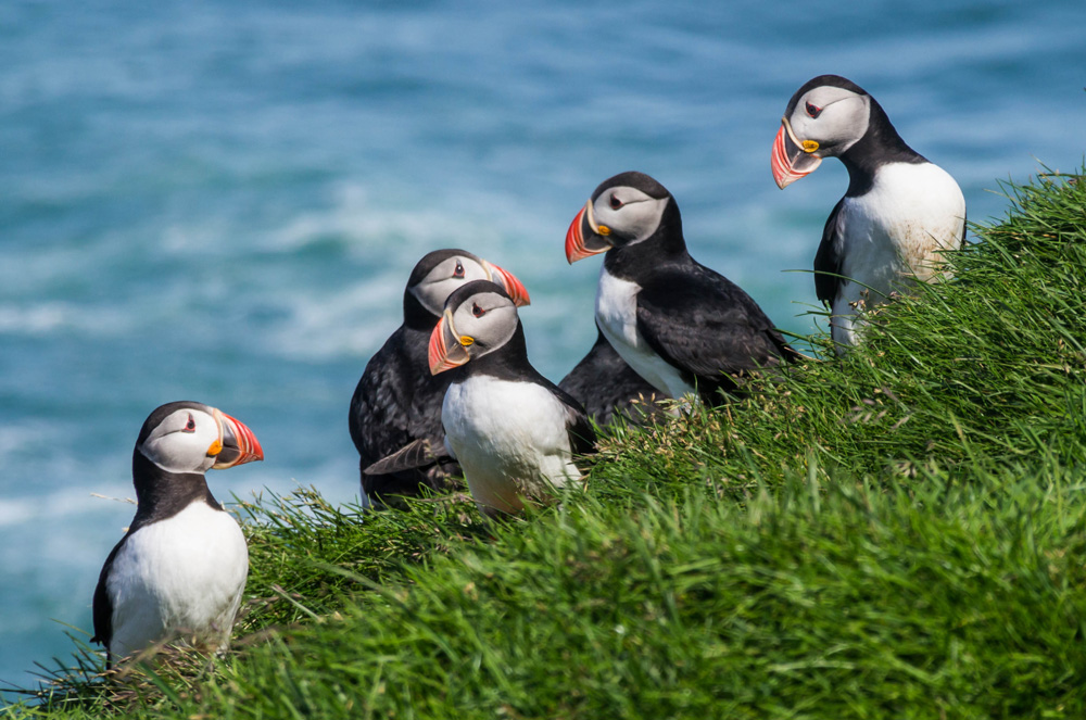 Puffins by the Sea