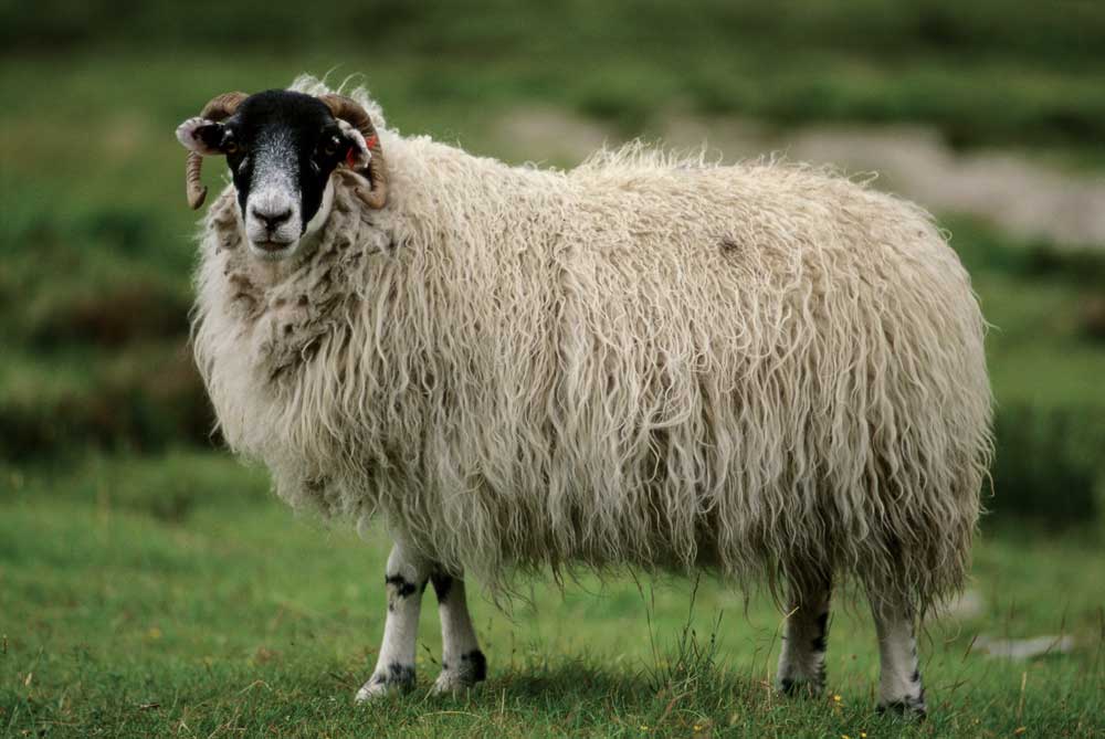 Scotland Sheep.