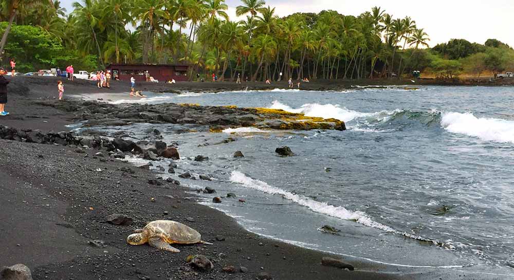 Sea Turtle on black-sand Punaluu Beach