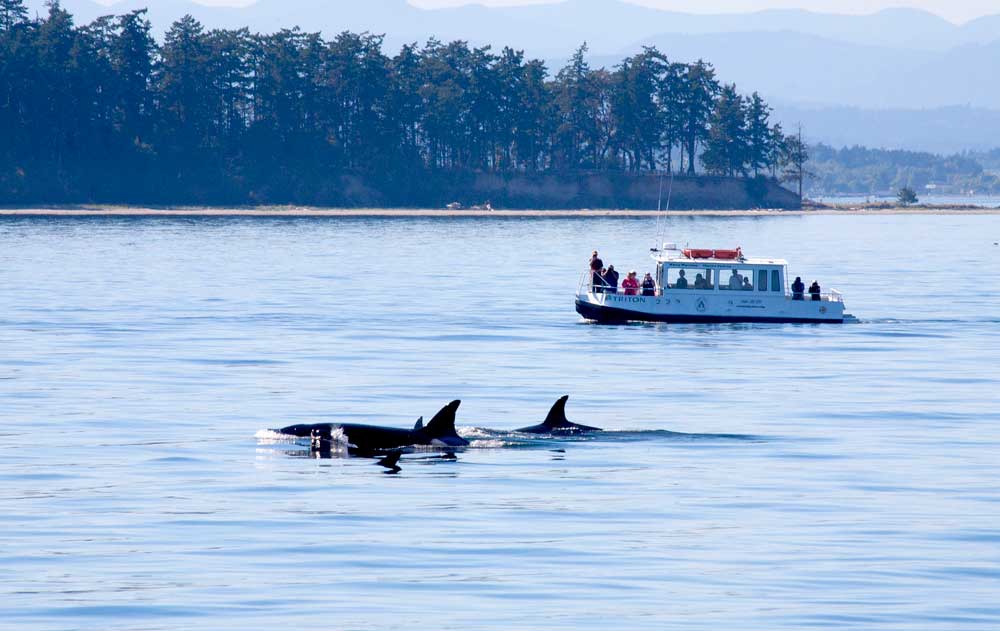 Whales in the San Juan Islands