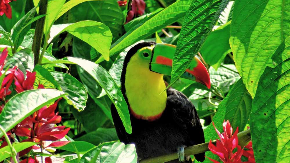 Tucan in Costa Rica Rainforest