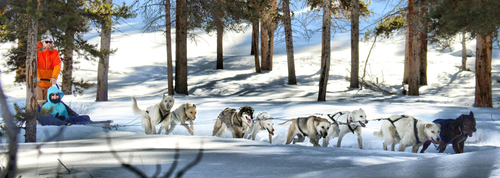 Yellowstone in the Winter, Doglsed