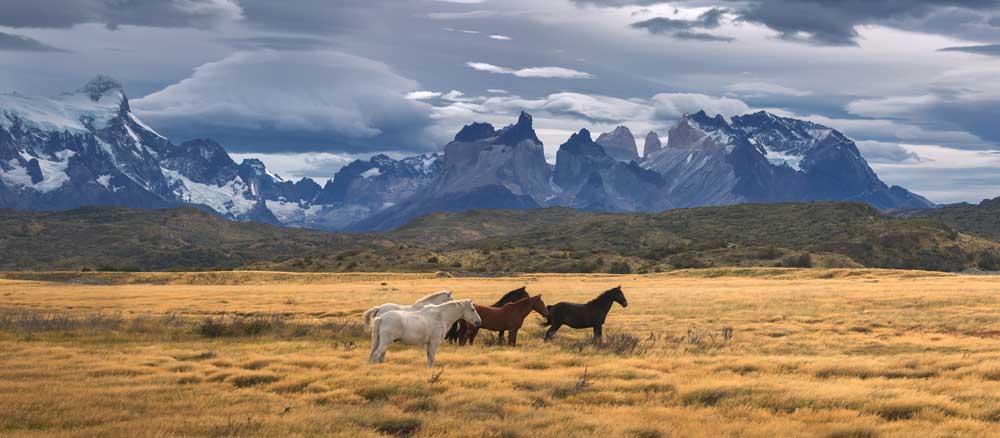 Horses on a field in Chile