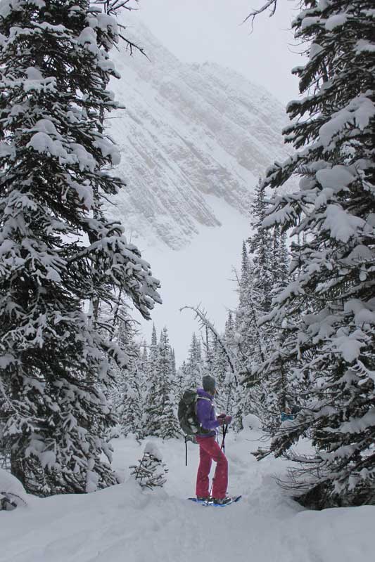 Canadian Rockies snow covered trees