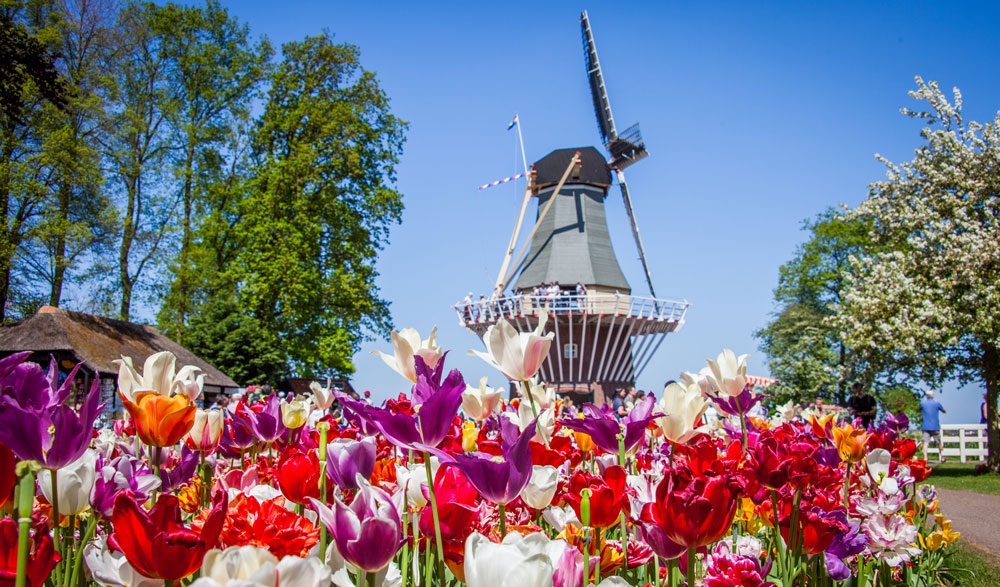 Holland flowers and windmill