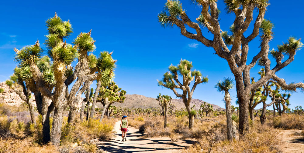 Joshua Tree - Palm Springs