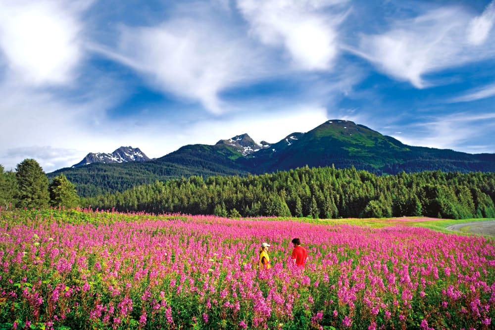 Alaska Flowers