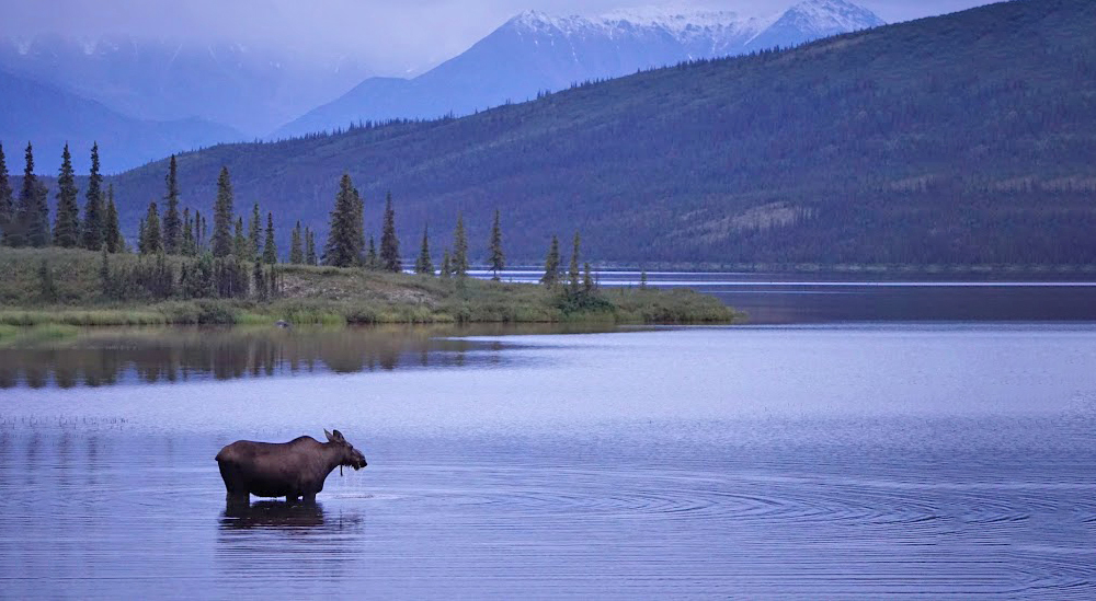 Alaska Moose in lake