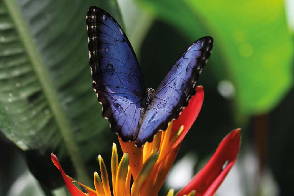 Costa Rica Butterfly