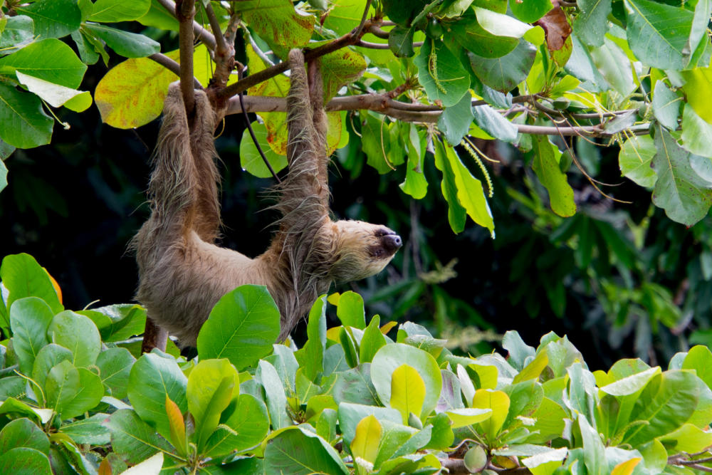 A sloth in Costa Rica