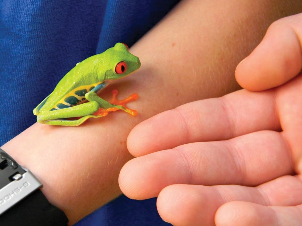 Costa Rican Frog