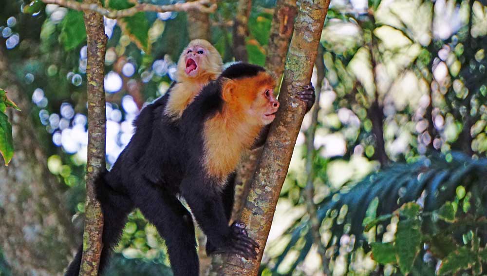 Monkey in Costa Rica