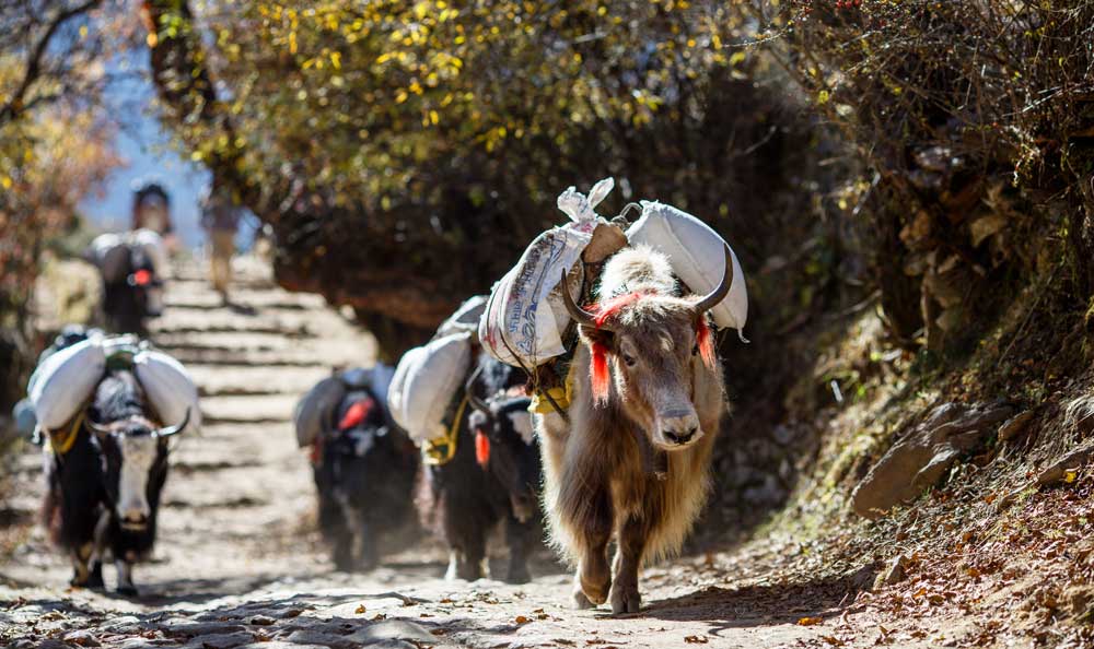 Beasts of Burden - Yaks in Nepal
