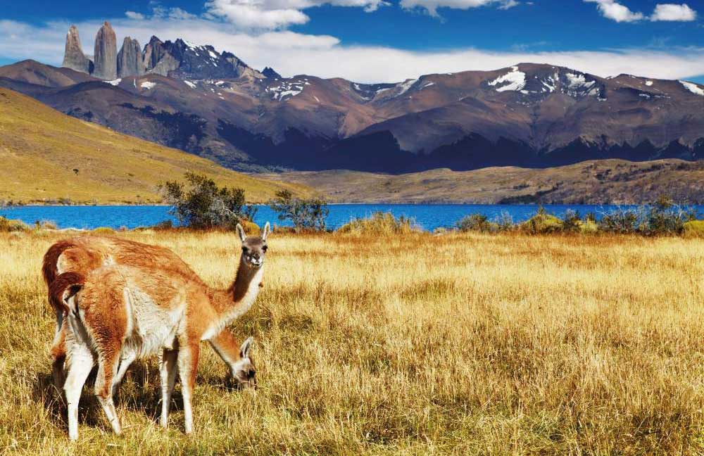 Patagonia Wildlife