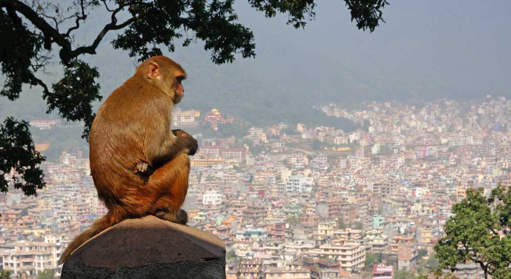 Monkey over Nepal