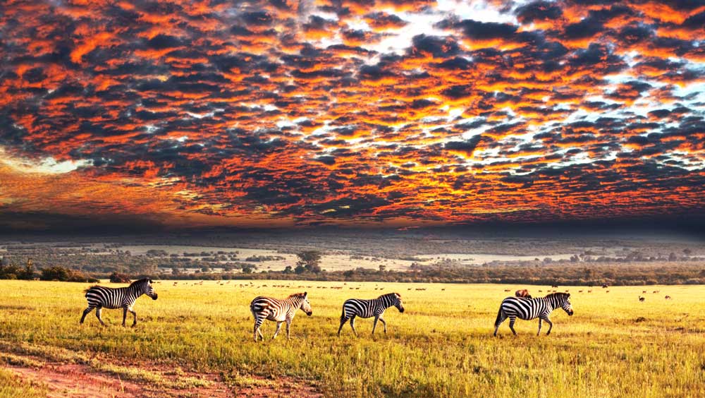 Zebras in Tanzania