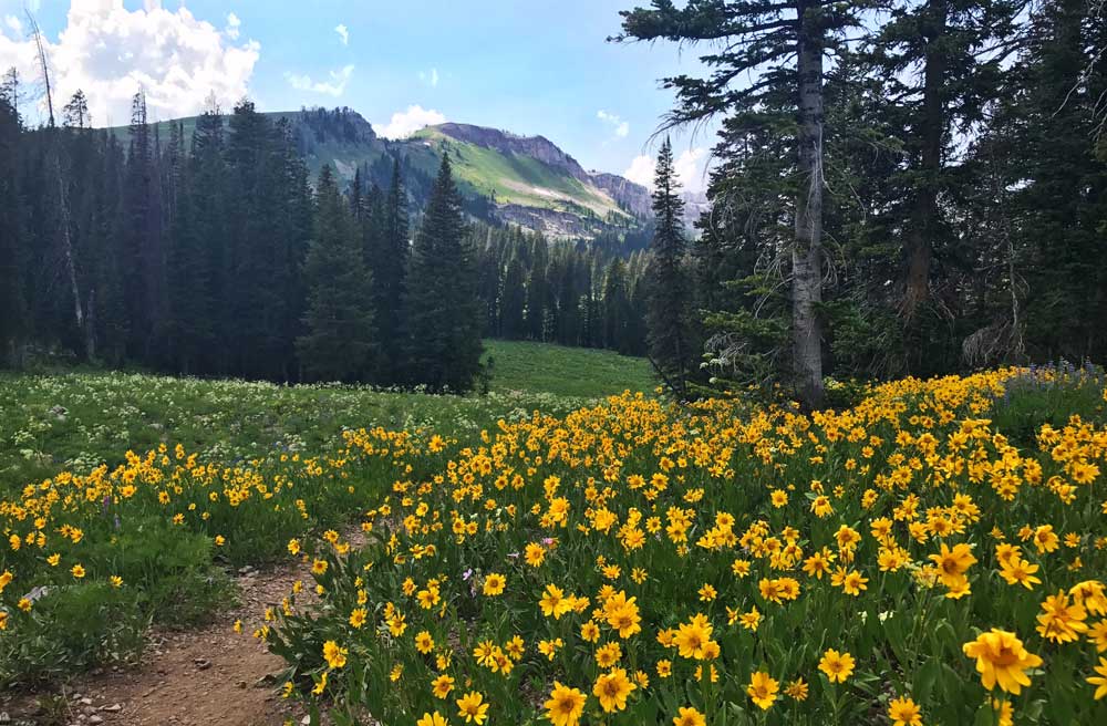 Wild Flowers